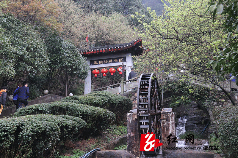 王仙嶺風景區櫻花園裡,數百畝櫻花連片盛放,如雲如霞會員合影留念