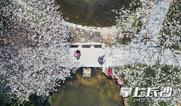 3月12日，久违的太阳出来了！在长沙市王陵公园，樱花盛开，市民纷纷走出家门沐浴阳光。图由长沙晚报记者 李锋摄