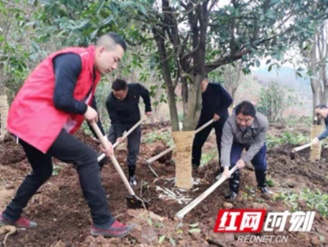 双清：植树增绿打造精品城区助创国家森林城市