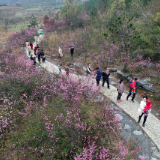 江华：紫荆花放迎客来