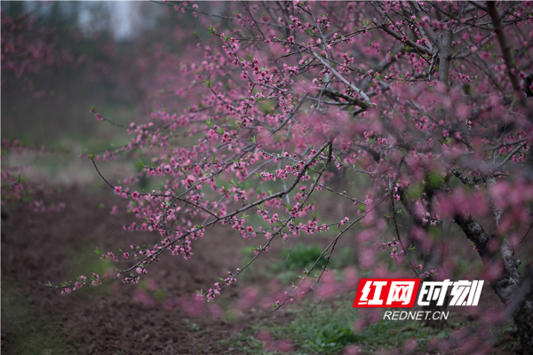 　　红网时刻永州3月16日讯（通讯员 梁利）3月16日，春暖花开、虫鸣蛙叫，蓝山县城郊东江桃园内，园主雷胜权和妻子正在抢时间给早熟桃树施肥，勤劳的身影与艳丽的桃花相映成趣。