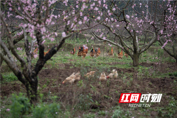 　　3月16日，春暖花开、虫鸣蛙叫，蓝山县城郊东江桃园内，园主雷胜权和妻子正在抢时间给早熟桃树施肥，勤劳的身影与艳丽的桃花相映成趣。