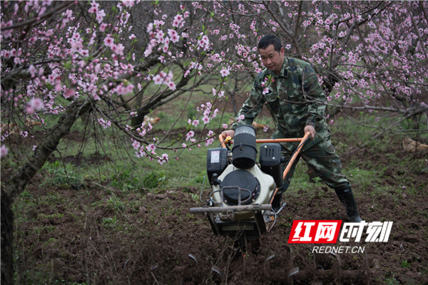 　　3月16日，春暖花开、虫鸣蛙叫，蓝山县城郊东江桃园内，园主雷胜权和妻子正在抢时间给早熟桃树施肥，勤劳的身影与艳丽的桃花相映成趣。