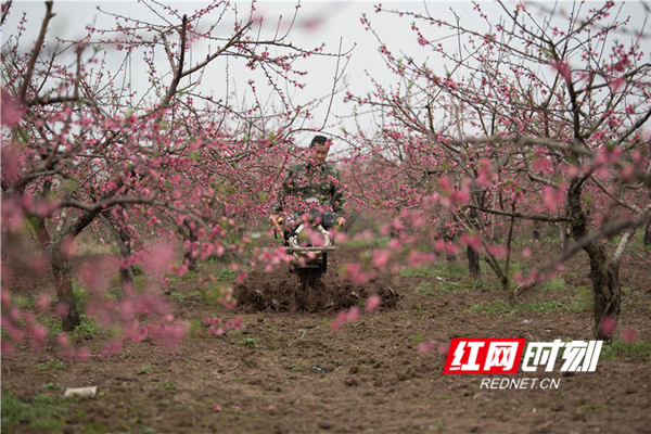 　　3月16日，春暖花开、虫鸣蛙叫，蓝山县城郊东江桃园内，园主雷胜权和妻子正在抢时间给早熟桃树施肥，勤劳的身影与艳丽的桃花相映成趣。