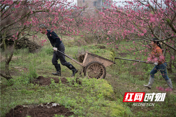蓝山县城郊东江桃园内,园主雷胜权和妻子正在抢时间给早熟桃树施肥