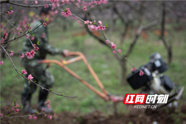 　　3月16日，春暖花开、虫鸣蛙叫，蓝山县城郊东江桃园内，园主雷胜权和妻子正在抢时间给早熟桃树施肥，勤劳的身影与艳丽的桃花相映成趣。