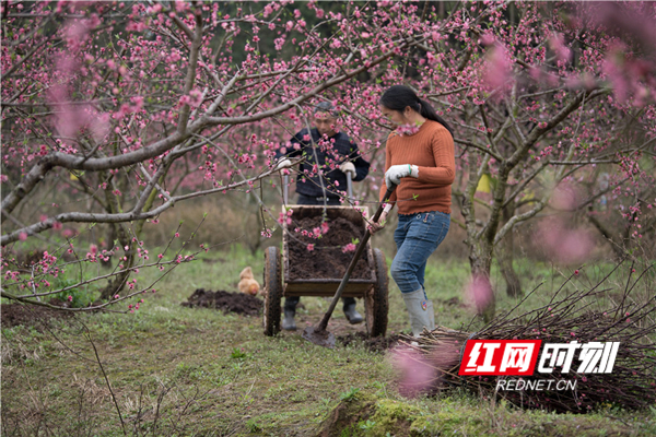 　　3月16日，春暖花开、虫鸣蛙叫，蓝山县城郊东江桃园内，园主雷胜权和妻子正在抢时间给早熟桃树施肥，勤劳的身影与艳丽的桃花相映成趣。