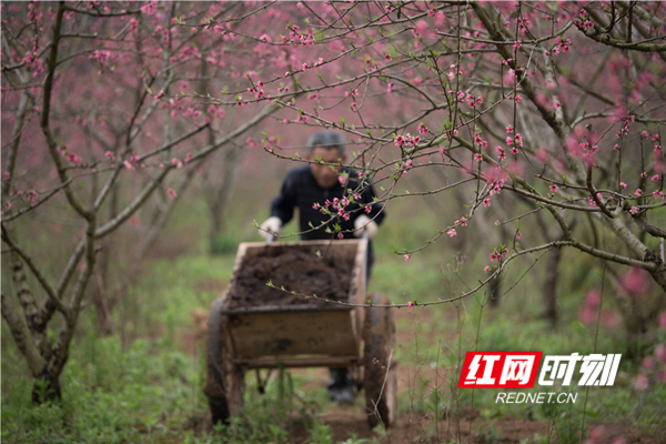 　　3月16日，春暖花开、虫鸣蛙叫，蓝山县城郊东江桃园内，园主雷胜权和妻子正在抢时间给早熟桃树施肥，勤劳的身影与艳丽的桃花相映成趣。