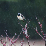 新的一周雨水成湖南天气舞台主角 出行需带好雨具