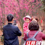 用樱花扮靓周末 长沙县红樱文化旅游节在江背开幕