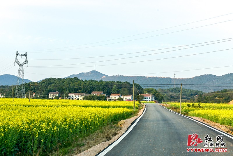 麻塘办事处万亩油菜花盛开风景如画