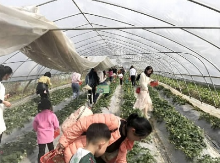 即日起至5月中旬都可前往草莓基地体验采摘乐趣