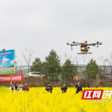 祁东县:黄金铺地蜂蝶赶 机械作业助丰产