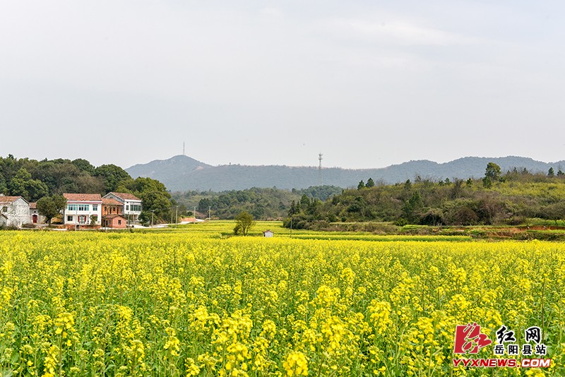 麻塘办事处万亩油菜花盛开风景如画