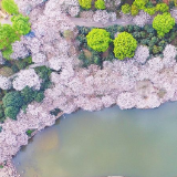 长沙繁“花”地 落“樱”美缤纷