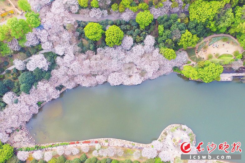 湖南省森林植物园樱花湖周边的染井吉野樱，宛如一串珍珠项链镶嵌在湖边。 均为长沙晚报记者 余劭劼 摄