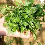 春来野菜俏， 提醒：别破坏公共绿地，血压偏低者尽量别食用