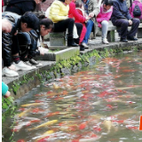 烈士公园投放8吨锦鲤恢复传统景点   网友：还是当年留念的风景