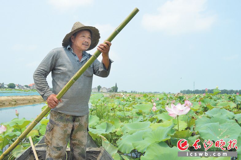 　　盘龙岭村村民在“荷花虾”养殖基地劳作。（资料图片）    　　长沙晚报全媒体记者 朱华 摄