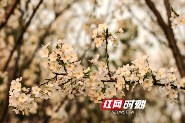 红网时刻永州3月21日讯（通讯员 登峰 ）阳春三月，百花争艳，春色满园。随着天气渐暖，东安县境内的樱花、桃花、玉兰花、郁金香、紫荆花陆续盛开，一朵朵一簇簇花儿点缀着公园街道，装扮着山间田野，处处春意盎然。