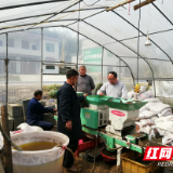 桃江大栗港镇：种粮大户引领水稻生产规模种植