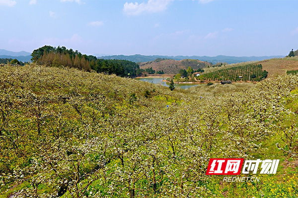 梨花似雪香满径，千朵万朵压枝低。3月21日，在湖南省靖州苗族侗族自治县排牙山国家森林公园，万亩梨花开放，吸引怀化及周边的游客前来赏花拍照。徜徉其中，置身花海，仿佛人间仙境。微风一过，含苞待放的梨花，似羞答答的少女，美若天仙。（作者 陈俊名 储莹莹）