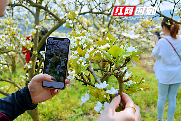 梨花似雪香满径，千朵万朵压枝低。3月21日，在湖南省靖州苗族侗族自治县排牙山国家森林公园，万亩梨花开放，吸引怀化及周边的游客前来赏花拍照。徜徉其中，置身花海，仿佛人间仙境。微风一过，含苞待放的梨花，似羞答答的少女，美若天仙。（作者 陈俊名 储莹莹）