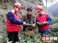 国网保靖供电公司：服务春茶生产 力保用电无忧