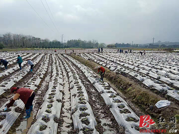 东安县大庙口镇：根植烤烟产业 推动乡村振兴