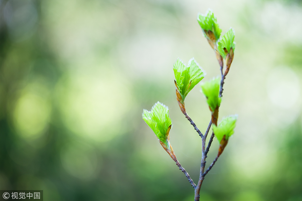 二草长无痕问柳梢,云游雨后为谁敲?檐前日暖伊人瘦,一笔春风拂雀巢.