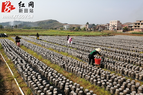 新田：代表团下乡为新圩乡村振兴“传经送宝”