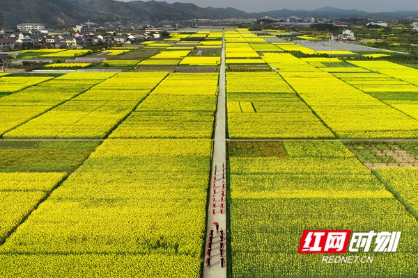 油菜花田旗袍秀