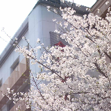 视频丨冷水滩新晋“网红路”百余株樱花竞相绽放