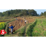 冷水滩区花桥街镇：不负好春光 春耕种植忙