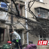 社区紧急处置倒塌树木 保障居民安全