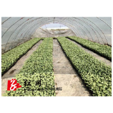 冷水滩区蔡市镇：春分到  移栽忙   