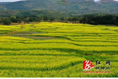 双牌：万亩油菜花海点燃“国际慢城”旅游热