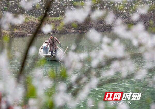 3月23日，道县西洲公园内，市民推着小孩在绽放如雪的樱花树边经过。近日，该公园内白色樱花灿烂绽放，花海如云似雪，吸引众多市民前去踏青游玩，享受春天美好时光。（蒋克青 何航仕 唐伯靖）