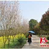 韶山农旅项目生机盎然
