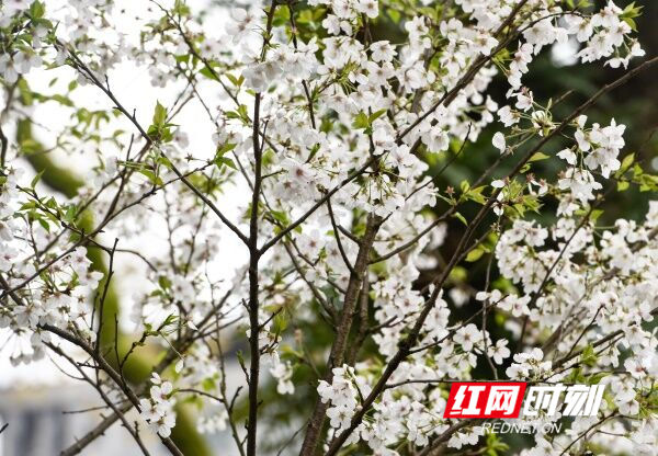 道县：樱花绽放添春意