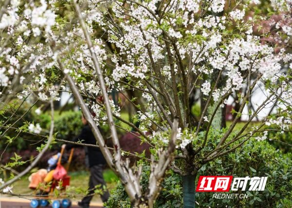 道县：樱花绽放添春意