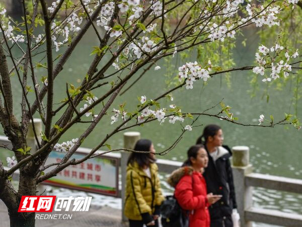 道县：樱花绽放添春意