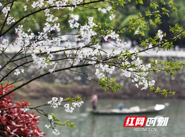 道县：樱花绽放添春意