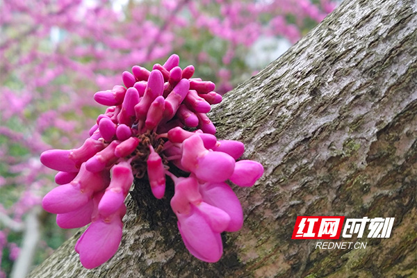 紫荆树是先花后叶，花色艳丽可爱。（摄影：刘空军）