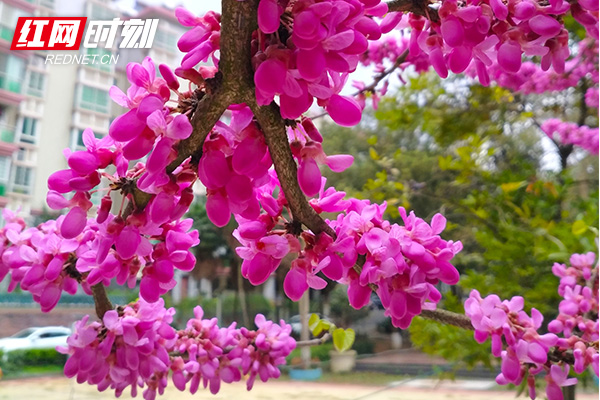 迎丰公园内，紫荆花开得正艳。（摄影：刘空军）