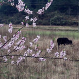 视频丨永州双牌：云雾阳明山 百花初醒“撩”春梢