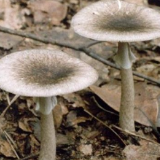 春游采食野生菌要谨慎！长沙人吃这种剧毒蘑菇致死的最多