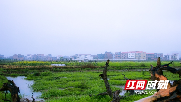 　　雨若轻纱笼罩四野，沿途果园缤纷花娇艳，田间绿草茵茵牛儿肥。
