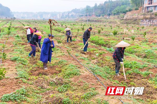 双清区：人勤春来早