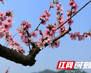 3月26日 一起来衡南县车江赏漫山遍野的桃花、杜鹃花……